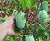 Choose Scion and Rootstock: Select a healthy scion (the upper part of the graft) from a mature mango tree and a rootstock (the lower part).&#60;br/&#62;&#60;br/&#62;Prepare Both Parts: Trim the scion to a 4-inch length, removing leaves. Cut the top of the rootstock to match the scion’s diameter.&#60;br/&#62;&#60;br/&#62;Grafting Cut: Make a wedge cut on the scion and a matching slit in the rootstock.&#60;br/&#62;&#60;br/&#62;Join and Secure: Insert the scion into the rootstock’s slit. Align their cambium layers and wrap with grafting tape.&#60;br/&#62;&#60;br/&#62;Aftercare: Place the grafted plant in a shaded area, water regularly, and wait for new growth.&#60;br/&#62;&#60;br/&#62;Remember to keep the tools clean and make precise cuts for successful grafting