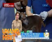 Mga Kapuso, paalala lang po na maaari ding magpabakuna ang isang tao kontra-rabies bilang proteksiyon. #UnangHirit&#60;br/&#62;&#60;br/&#62;Hosted by the country’s top anchors and hosts, &#39;Unang Hirit&#39; is a weekday morning show that provides its viewers with a daily dose of news and practical feature stories.&#60;br/&#62;&#60;br/&#62;Watch it from Monday to Friday, 5:30 AM on GMA Network! Subscribe to youtube.com/gmapublicaffairs for our full episodes.&#60;br/&#62;&#60;br/&#62;