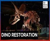 US restorationist gives life to 60-million-year-old dinosaur fossils&#60;br/&#62;&#60;br/&#62;Before a T. rex can tower over museum visitors or a Triceratops can show off its huge horns, dinosaur fossils must first be painstakingly reconstructed — cleaned, fit together and even painted. That’s what Lauren this restorationist does. &#60;br/&#62;&#60;br/&#62;Video by AFP&#60;br/&#62;&#60;br/&#62;Subscribe to The Manila Times Channel - https://tmt.ph/YTSubscribe &#60;br/&#62;&#60;br/&#62;Visit our website at https://www.manilatimes.net &#60;br/&#62;&#60;br/&#62;Follow us: &#60;br/&#62;Facebook - https://tmt.ph/facebook &#60;br/&#62;Instagram - https://tmt.ph/instagram &#60;br/&#62;Twitter - https://tmt.ph/twitter &#60;br/&#62;DailyMotion - https://tmt.ph/dailymotion &#60;br/&#62;&#60;br/&#62;Subscribe to our Digital Edition - https://tmt.ph/digital &#60;br/&#62;&#60;br/&#62;Check out our Podcasts: &#60;br/&#62;Spotify - https://tmt.ph/spotify &#60;br/&#62;Apple Podcasts - https://tmt.ph/applepodcasts &#60;br/&#62;Amazon Music - https://tmt.ph/amazonmusic &#60;br/&#62;Deezer: https://tmt.ph/deezer &#60;br/&#62;Tune In: https://tmt.ph/tunein&#60;br/&#62;&#60;br/&#62;#TheManilaTimes&#60;br/&#62;#tmtnews&#60;br/&#62;#dinosaur&#60;br/&#62;#fossils