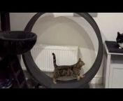 Missy the cat decided to get some exercise by using her cat wheel. She started with a slow walk which soon developed into a gallop. However, as soon as she started running, she got off the wheel and walked off.