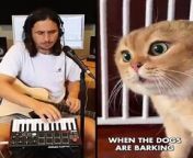 cat songs