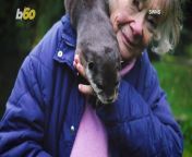 Meet the incredibly sweet woman who has spent nearly 40 years raising otters and fighting for their well-being. She regularly walks around with one of them on her shoulders. Buzz60’s Johana Restrepo has more.