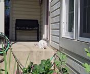 Snowball the White Cat Out on a Jungle of Gardens and Trees! &#60;br/&#62;&#60;br/&#62;Look at how she explores outside!