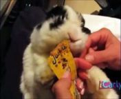 ICarly Bunny video from pashto bunny xxx