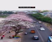 Hyderabad new look turning pink from bocil colmek pink