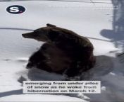 Boo, a well-loved grizzly bear who lives at a ski resort in Golden, British Columbia, was filmed emerging from under piles of snow as he woke from hibernation on March 12.&#60;br/&#62;&#60;br/&#62;