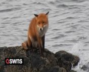 A plucky fox was forced to swim 300m to dry land after it got cut off by the tide on a beach.&#60;br/&#62;&#60;br/&#62;The Mull Wildlife Group was on a sightseeing trip when members spotted the &#92;