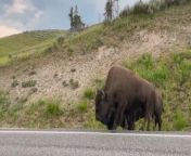 This person and their dog had a close encounter with a herd of bison at Yellowstone National Park. When a bison was crossing the road and heard a dog barking at them from inside a car, they got provoked. But thankfully, they left soon without hurting anyone.