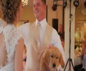 The bride decided to surprise her army husband on their wedding day with a cute little puppy. The moment he saw the puppy, the man erupted with joy and the couple&#39;s family and friends cheered them along.&#60;br/&#62;&#60;br/&#62;“The underlying music rights are not available for license. For use of the video with the track(s) contained therein, please contact the music publisher(s) or relevant rightsholder(s).”