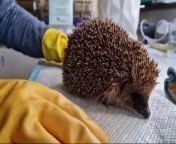 Caroline Lee at Hedgehog Lodge Rescue in Geddington with hedgehogs found in Northamptonshire