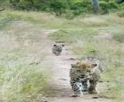 Leopard Cub Calls For Mother.#wildlifeonearth #dangerousanimals #wildlifephotographer #wildlifephotography #animalphotography #wildanimals #wild #lioness #animallover #leopard