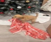 Ollie, the little puppy, proudly walked over to the Christmas tree with his baby blanket gripped in his mouth. He always had a funny way of carrying things that weren&#39;t really his, but he nonetheless took them away with pride.