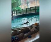 A deer took a dip in a swimming pool after smashing through the window of a sports centre.&#60;br/&#62;&#60;br/&#62;Video shows the deer fleeing from what appear to be employees and leaping into the pool in an effort to escape.