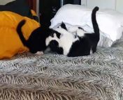 Two male cats playing on a bed.