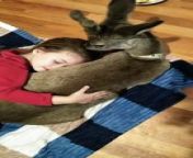 Occurred on / &#60;br/&#62;&#60;br/&#62;Info: A girl hugs a deer laying on the floor.&#60;br/&#62;