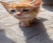A cute little kitten meowed at a person who was exploring the streets of Marrakesh, Morocco.