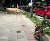 Occurred on December 7, 2023 / Bangalore, Karnataka, India&#60;br/&#62;&#60;br/&#62;Info: A curious beagle checks out a cow on a sidewalk.