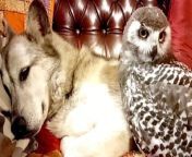 Blue is an 11-year-old good boy. And he has now forged unlikely friendships with a couple of baby owls. Buzz60’s Tony Spitz has the details.