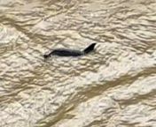 A pod of dolphins have been spotted playing in a river 13 miles from the sea in Lincolnshire.&#60;br/&#62;&#60;br/&#62;Madi Corby and her partner Sam Wibberley, both 22, were walking their dogs along the edge of the River Welland, near Spalding, when they saw three fins in the water.&#60;br/&#62;&#60;br/&#62;Video taken by Sam on Tuesday (19/3) afternoon shows the animals gliding along the surface of the water by a set of flood gates.&#60;br/&#62;&#60;br/&#62;Professional dog walker Madi said: “It was an amazing experience and still stunned that I got to see them.&#60;br/&#62;&#60;br/&#62;“I’m a dog walker and have my own business so always out walking dogs but was walking my own four dogs at the time with my partner.&#60;br/&#62;&#60;br/&#62;“They dolphins obviously just swam down from the sea which is about 13 miles up stream but they couldn’t get past the flood gates so they must have swam back. &#60;br/&#62;&#60;br/&#62;“We watched them play for about ten minutes. It was incredible to see them playing so close to us.”&#60;br/&#62;&#60;br/&#62;Dolphins can measure up to 2.5 metres long and weigh up to 235kg and usually are found to be living in deep water.&#60;br/&#62;&#60;br/&#62;Up to 29 species of cetaceans, which include dolphins and whales, have been sighted in the UK and Ireland since 2000.&#60;br/&#62;&#60;br/&#62;Common dolphins are an offshore species, but often come close to shore to feed, according to The Wildlife Trusts.&#60;br/&#62;&#60;br/&#62;Bottlenose dolphins and harbour porpoises are the two species which are regularly seen. A seal was recently spotted at nearby Baston Fen too.&#60;br/&#62;&#60;br/&#62;The River Welland has been running at low levels further into town as part of the Environment Agency’s bid to help the flooded Cowbit and Crowland Washes recover after a bank collapsed earlier this year.