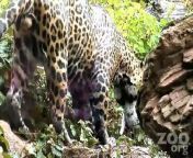 Jaguar goes for a swim, underwater view of jaguar swimming in water at Woodland Jaguar goes for a swim, underwater view of jaguar swimming in water at Woodland Park Zoo in Seattle, WA, USA &#60;br/&#62;Produced by Ryan Hawk