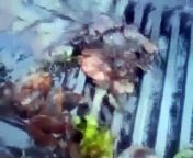 This shocking video shows what appears to be the aftermath of oily rain, filmed in River Ridge -- just outside New Orleans. The filmmaker captures the clearly visible sheen in the gathering puddles, and describes the remaining substance as &#92;