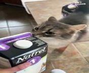 Watch as this heartwarming video captures the delightful moment when a lactose-intolerant cat encounters a milk carton and can&#39;t help but sneeze uncontrollably! This endearing scene is both cute and amusing, highlighting the cat&#39;s comical reaction to something it&#39;s not supposed to consume. &#60;br/&#62;&#60;br/&#62;Don&#39;t miss out on this viral-worthy clip that will leave you smiling from ear to ear! &#60;br/&#62;&#60;br/&#62;Video ID: WGA404028&#60;br/&#62;&#60;br/&#62;All the content on Heartsome is managed by WooGlobe&#60;br/&#62;&#60;br/&#62;►SUBSCRIBE for more Heartsome Videos: &#60;br/&#62;&#60;br/&#62;-----------------------&#60;br/&#62;Copyright - #wooglobe #heartsome &#60;br/&#62;#sneezingcat #catreaction #milkallergy #cuteandfunny #petmoments #viralvideo #hilariouscats #heartwarmingcontent #petantics #adorablepets #cutereaction #cats #catlover #adorablecats #hilarious #hilariouscats