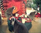 Ring-tailed lemurs at the Brookfield Zoo share a holiday treat of &#92;