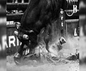 Bendigo Advertiser photographer Darren Howe captured these stunning images at a Pro Bull Riding showdown.