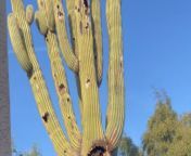 This video captures a sobering scene as a once towering Saguaro Cactus lies fallen, its detached arms scattered across the ground. &#60;br/&#62;&#60;br/&#62;The sight is striking, showcasing the sheer size and weight of the iconic desert plant and the impact of its demise.&#60;br/&#62;&#60;br/&#62;It&#39;s a poignant reminder of the fragility of nature and the need for conservation efforts to protect these majestic symbols of the American Southwest. &#60;br/&#62;&#60;br/&#62;&#92;