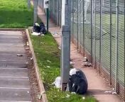 Some of the rubbish left behind in the car parks at Lords Meadow Leisure Centre.Video by Alan Quick&#60;br/&#62;