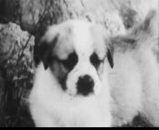 1960s Gravy Train TV commercial - wimpy little dog&#60;br/&#62;&#60;br/&#62;PLEASE click on the FOLLOW button - THANK YOU!&#60;br/&#62;&#60;br/&#62;You might enjoy my still photo gallery, which is made up of POP CULTURE images, that I personally created. I receive a token amount of money per 5 second viewing of an individual large photo - Thank you.&#60;br/&#62;Please check it out at CLICK A SNAP . com&#60;br/&#62;https://www.clickasnap.com/profile/TVToyMemories