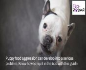 5 Ways To Stop Puppy Food Aggression