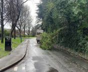 Large branch blocks Tromode Road from extra large vide