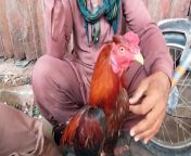 Lalukhet birds Market latest update of Aseel hen and rooster chicks price from java javi