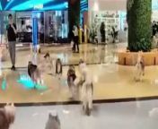 Dozens of huskies escaped from a pet café - and ran riot in a shopping centre.&#60;br/&#62;&#60;br/&#62;The video, filmed in Shenzhen, Guangdong, China shows the dogs bounding around the mall after getting loose from a pet cafe on March 12.&#60;br/&#62;&#60;br/&#62;Shouts can be heard coming from bemused and confused shoppers as the dogs race around them.&#60;br/&#62;&#60;br/&#62;According to reports, some customers had accidentally opened the gated door to the cafe which allowed the dogs to escape.&#60;br/&#62;&#60;br/&#62;With the help of several shoppers, all the Huskies were retrieved safely.