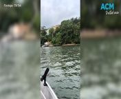 WATCH &#124; Woronora schoolboy catches large jewfish at Como