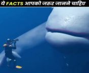 ये Facts आपको जरूर जानने चाहिए &#60;br/&#62;.&#60;br/&#62;.&#60;br/&#62;.&#60;br/&#62;Crazy Animal Facts&#60;br/&#62;Amazing Facts&#60;br/&#62;Random Facts&#60;br/&#62;Mind-Blowing Facts in Hindi&#60;br/&#62;Hey Facts Hindi&#60;br/&#62;Wild Facts About Animals&#60;br/&#62;&#60;br/&#62;&#60;br/&#62;विडियो देखने के लिए आपका धन्यवाद !&#60;br/&#62;Thanks for watching!&#60;br/&#62;#shorts #heyfacts #facts #new #knowledge #education #trending #viral #funny #latest #top #amazing #fact