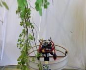 A new aerial drone developed by European researchers is able to sense and reach to try branches, and could help to measure biodiversity deep within the forest canopy - in areas inaccessible to humans.&#60;br/&#62;&#60;br/&#62;Video: Emanuele Aucone/ETH Zurich/WSL