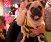 A unique cafe for pet lovers has recently opened near Manchester City Centre.&#60;br/&#62;&#60;br/&#62;Cuppapug in Salford is a permanent cafe for fans of pugs to book in time to play with, cuddle and learn about supporting the breed through charity partners.&#60;br/&#62;&#60;br/&#62;There are pug themed smoothies, coffees, teas and cupcakes, but of course the most important part is the pups themselves.&#60;br/&#62;&#60;br/&#62;The resident pugs are owned by people who run the cafe, and you can even bring your own to join in the fun.&#60;br/&#62;​&#60;br/&#62;The space is designed with pugs in mind to play, feel safe and enjoy their environment. &#60;br/&#62;​&#60;br/&#62;We took a look at the new cafe and met some of the adorable pugs.