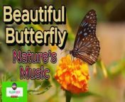 Harmony of Nature: Relaxing Music for Mind Relaxation, Stress-Free Meditation, and Inner Peace&#60;br/&#62;Restorative Music, Spiritual Healing, Calm Mind, Peaceful State,&#60;br/&#62;Relaxation Music, armony of Mind and Body, Stress Reduction,&#60;br/&#62;&#60;br/&#62;Immerse yourself in the harmonious melodies of &#92;