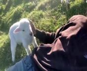 Cute Lamb Needs Attention from fondle by