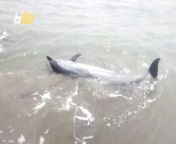 On the shores of Southern India’s Andaman and Nicobar Islands, a poor dolphin had accidentally beached itself in shallow waters. Unable to get itself off the sand, it rolled around in place until locals who were busy cleaning the beach noticed the dolphin and moved in closer to investigate. Yair Ben-Dor has more.