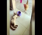 BEST 2020 FUNNIEST ANIMALSFunny &#60;br/&#62;animals doing funny things, animal videos, animals video, baby cat, baby animals, baby dogs, baby dog, cute animal, cute animal videos, cute animals, cute baby animals, cute baby cat, cute baby video, cute baby cats, cute cat, cute dog, cute lands, cute puppies, cute puppy, cute videos, cutest land, cutest lands, funny animals, dogs, funny cat, funny baby dog