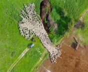 A photographer created an astonishing time-lapse video from aerial footage of sheep as they traveled between pastures over seven months.