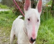 After 10 years in a home, Bull Terrier Joystick was cruelly abandoned by the people he believed were his family. Now he has a second chance at happiness.