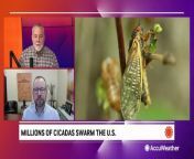 Why are billions of cicadas getting ready to crawl from the Earth in an emergence not seen in the U.S. since Thomas Jefferson was president? Let&#39;s Ask the Experts.