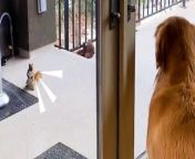 Golden retriever gets so excited when his squirrel best friend comes to visit and has the best reaction when she brings her baby to meet him