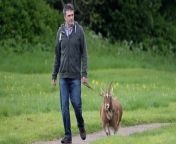 An animal lover and his 10-year-old pet goat have been turning heads around a city by going on daily walks together.&#60;br/&#62;&#60;br/&#62;David Hughes, 47, has been walking his large pygmy goat named Boo around their local estates and parks for the last nine years.&#60;br/&#62;&#60;br/&#62;Boo developed osteoarthritis when he was one and David decided to take the him out on regular walks to keep him moving.&#60;br/&#62;&#60;br/&#62;The pair have to stick to a set route which has been approved by a vet on their adventures around Milton Keynes, Bucks.&#60;br/&#62;&#60;br/&#62;David, a technical engineer, said even though he&#39;s been walking Boo for nine years, there are still people who haven&#39;t seen him before.&#60;br/&#62;&#60;br/&#62;He said: &#92;