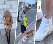 A man claimed an urban fox was &#92;
