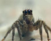A study shows that the development of spider eyes is controlled by the same genes as in other animals. This week&#39;s Tomorrow Today viewer question comes from Jorge Enrique J. in El Salvador